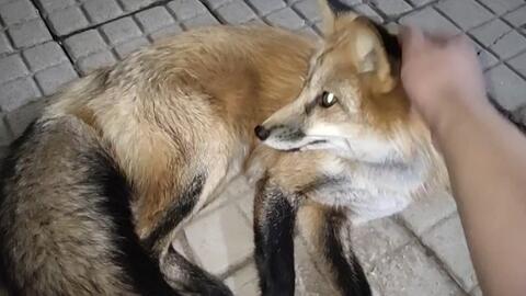 胜利小鬼安卓版 