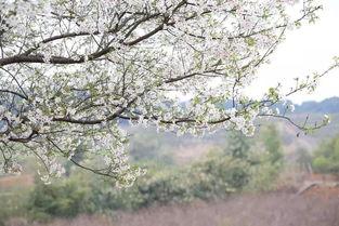 哔哩哔哩app在线视频观看 